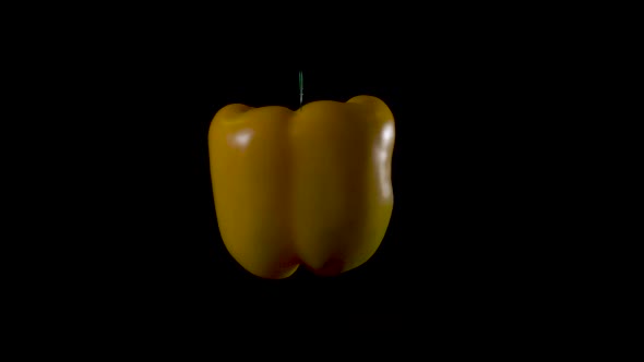 Fresh organic yellow bell pepper turns on black studio background.