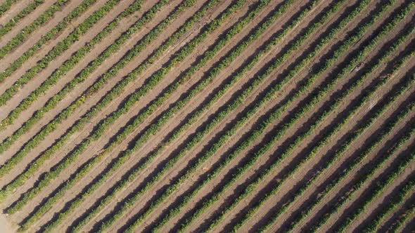 Top View of Rows of Vineyard