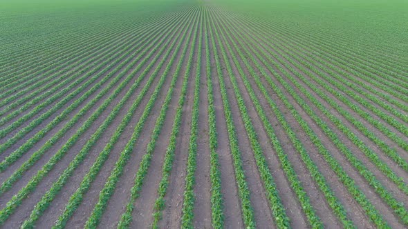 4K, UHD aerial clip of a crops field in rural area, agricultural concept.