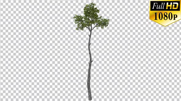 Thin Cultivated Tree With Alpha Channel - Full Hd alt