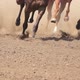 Hooves of Several Racehorses Raise a Cloud of Dust - VideoHive Item for Sale