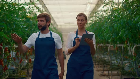 Entrepreneur Couple Inspect Vegetables Plantation Using Tablet Pad in Greenhouse