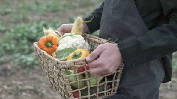 Farmer Holding a Box of Freshly Picked Organic Vegetables.