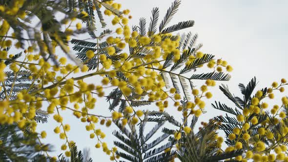 Mimosa Flowers For Women's Day