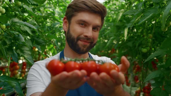 Agricultural Worker Holding Vegetables Harvest in Warm Greenhouse Closeup