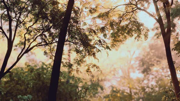 Fog in the Mysterious Rainforest