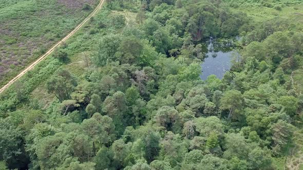 Aerial descent over a thick forest with a hidden pond