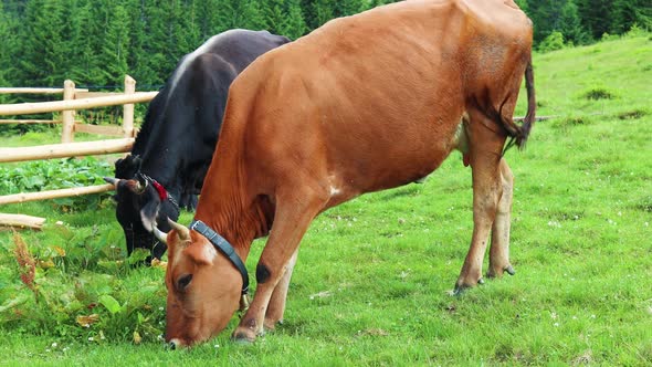 Beautiful View of Dairy Brown and Black Cows Grazing and Eat Green Grass Food in a Meadow