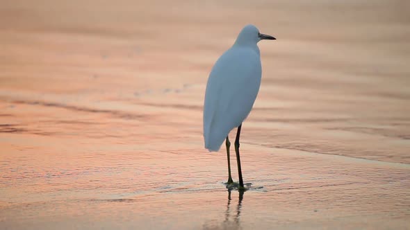 Great White Egret by the water's edge at sunrise