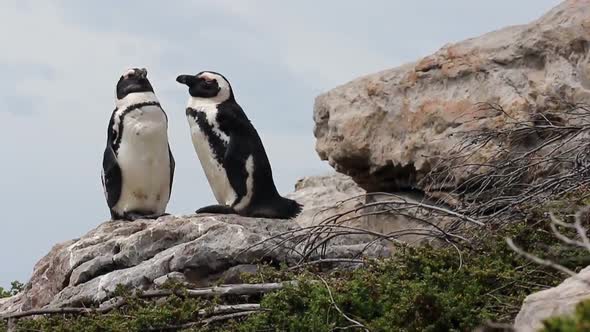 Jackass Penguin sunbathing on the rocks in Betty's Bay South Africa