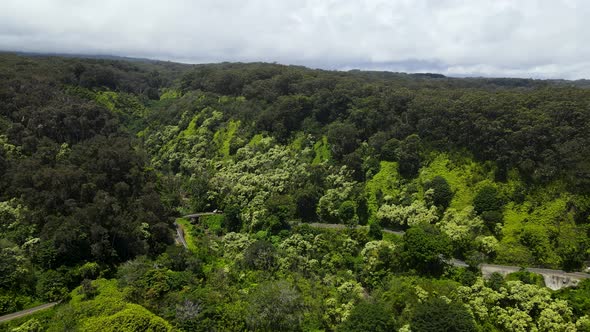 Tropical Lush Foliage in the Rainforests on Hawaii Island of Maui - Aerial