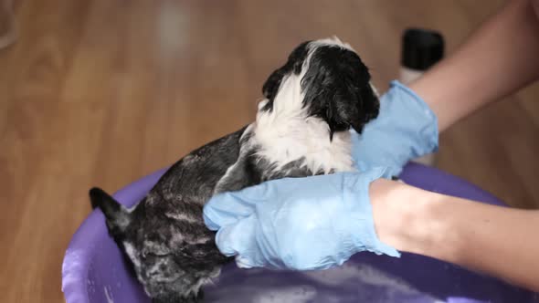 Little Dog While Bathing with Shampoo