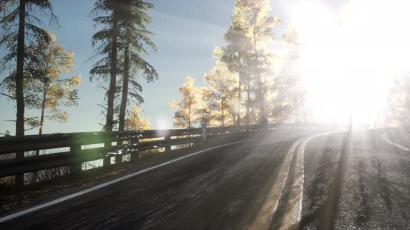 Road in the Forest