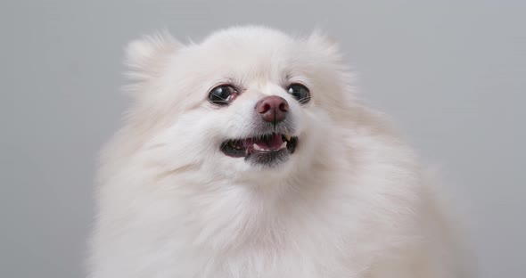 Angry White pomeranian dog