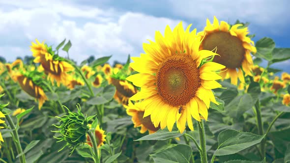 Sunflowers Summer Field Plant Yellow Sky Nature