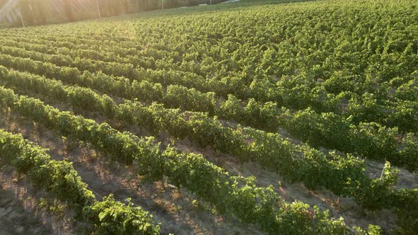 Large Vineyard Field in the Summer at Sunset
