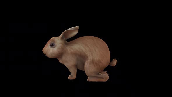 Brown Rabbit Eat Top Side View alt