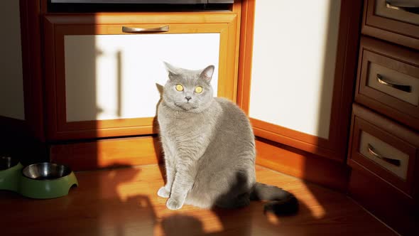 Gray British Fluffy Cat Sitting on a Floor on Kitchen in the Rays of Sunlight