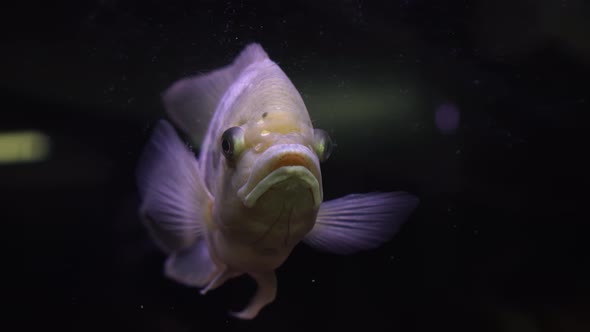 Malawi cichlids. Fish of the genus Cynotilapia in the aquarium