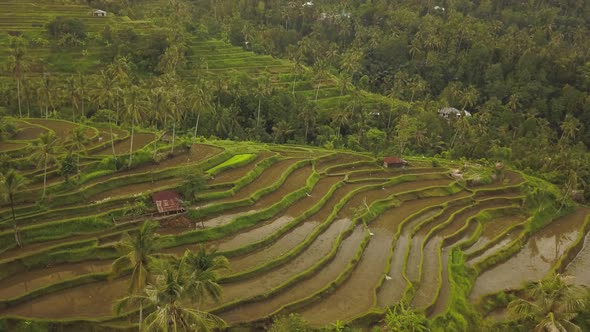 Jatiluwih Rice Terraces on Bali, View From Above. Aerial Drone  Footage