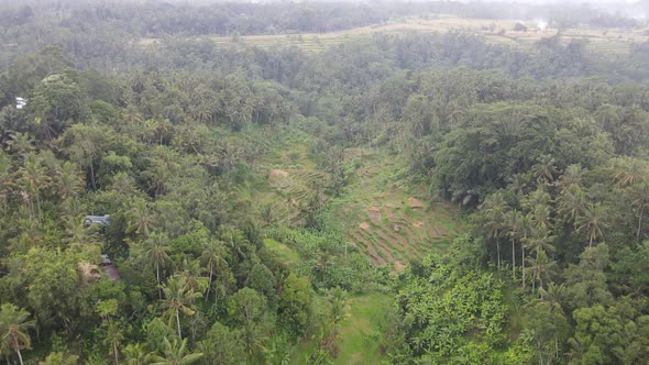 Aerial view of morning in rice field Bali in traditional village