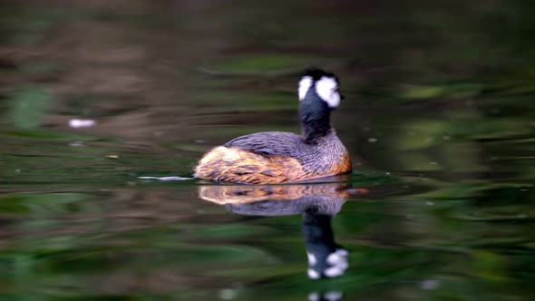 A cute White-tufted grebe swimming fast on a pond and looking around