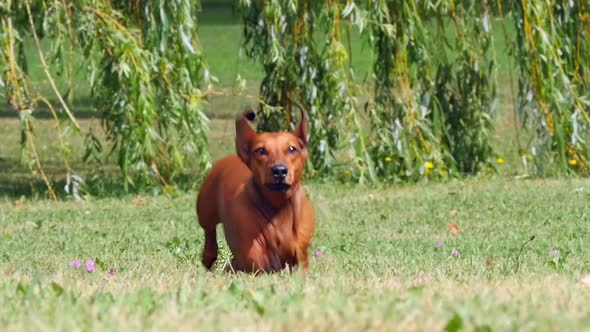 HD - Dog running. Slow motion