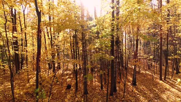 Colorful Autumn Forest Wood