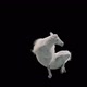 47 White Horse Dancing HD - VideoHive Item for Sale