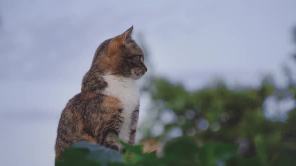 Tri color calico cat sitting outside and looking around, tortoiseshell coat kitty, still shot with c