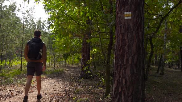 A Hiker Walks Down a Pathway Through a Forest - View From Behind