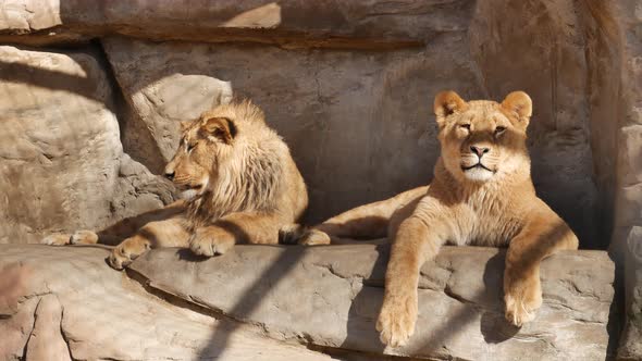 Young Lions Bask In The Sun In The Aviary Of The Zoo.