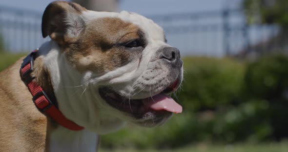 English bulldog closeup panting on a summer day