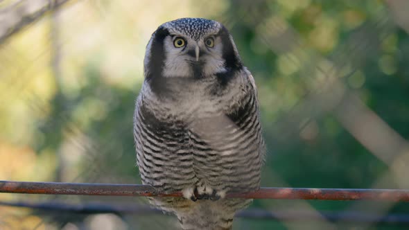 Northern hawk owl, sitting on metal bar, looking around searching for a prey, on a sunny day - Surni