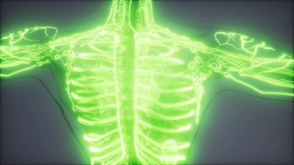 Blood Vessels of Human Body alt