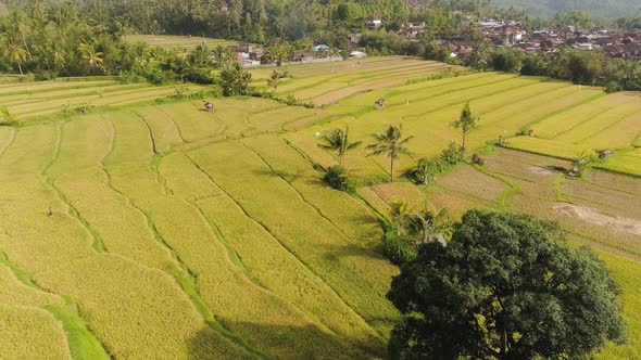 Tropical Landscape with Agricultural Land in Indonesia