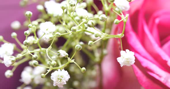 White Gypsophila flower and pink roses 