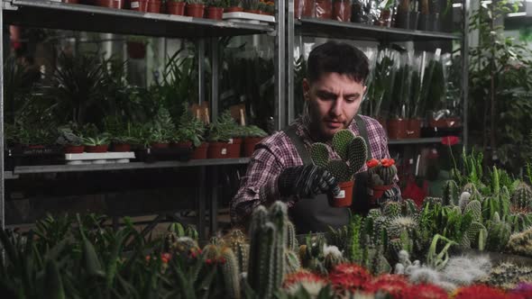 Florist Rearranges Cacti on a Stand