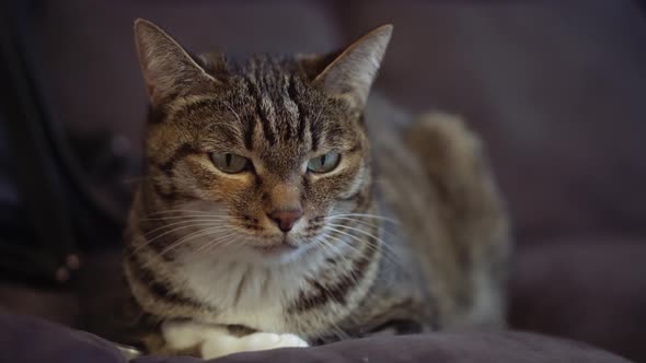 ordinary cat with green eyes