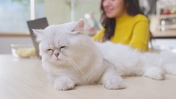 Close up of little cat lying on table while woman owner work at home typing on laptop computer.