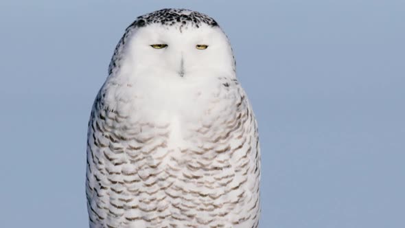 Snowy Owl blinks