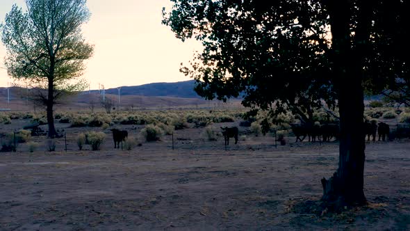 Cows in a field at sunset