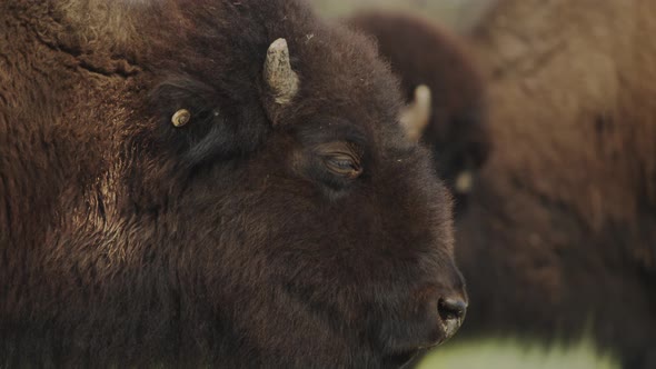 Slow zoom out of bison family in canyon