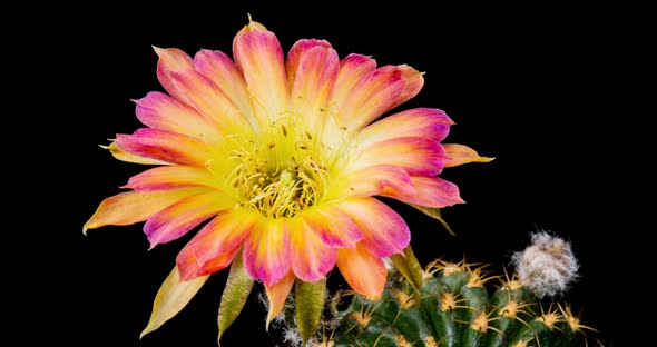 Lobivia Colorful Flower Timelapse of Blooming Cactus Opening