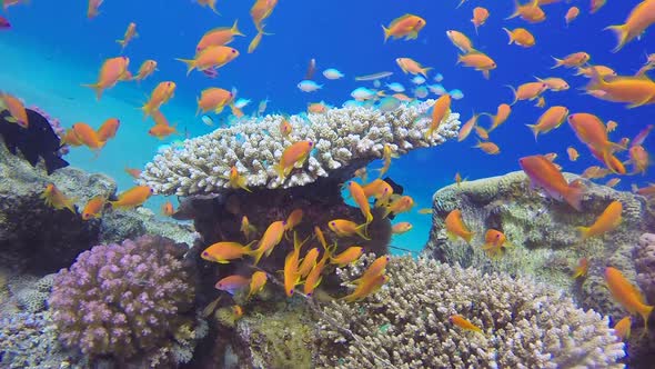 Underwater Scene Colorful World