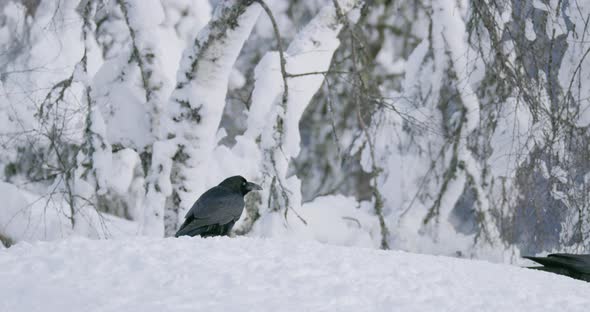 Golden Eagle Eating on a Dead Fox in Mountains at Winter