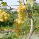 Closeup of a Bunch of Grapes - VideoHive Item for Sale