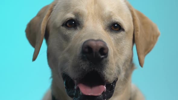Friendly Labrador Looking at Camera on Blue Background, Pet Care Retriever Breed
