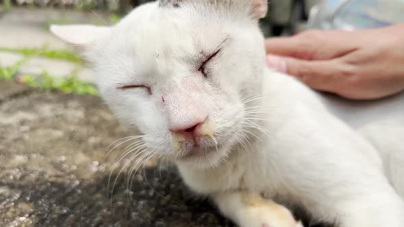 Sick Sneezing Stray Cat with Runny Nose Snot