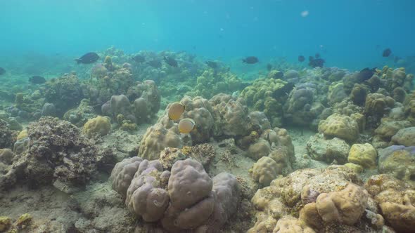 Coral Reef and Tropical Fish. Bali,Indonesia